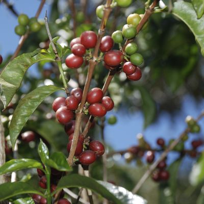Ethiopia Organic Espresso