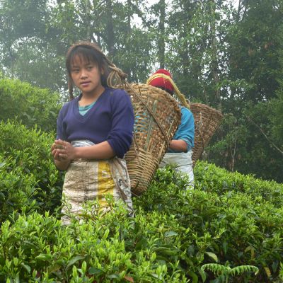 Boat Tea - China Lapsang Souchong Organic