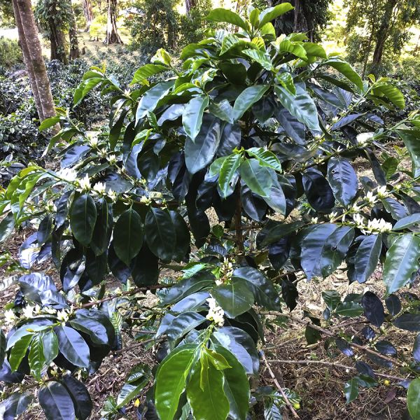 Panama Hartmann Natural - Lot 34 - Limited Edition - Espresso