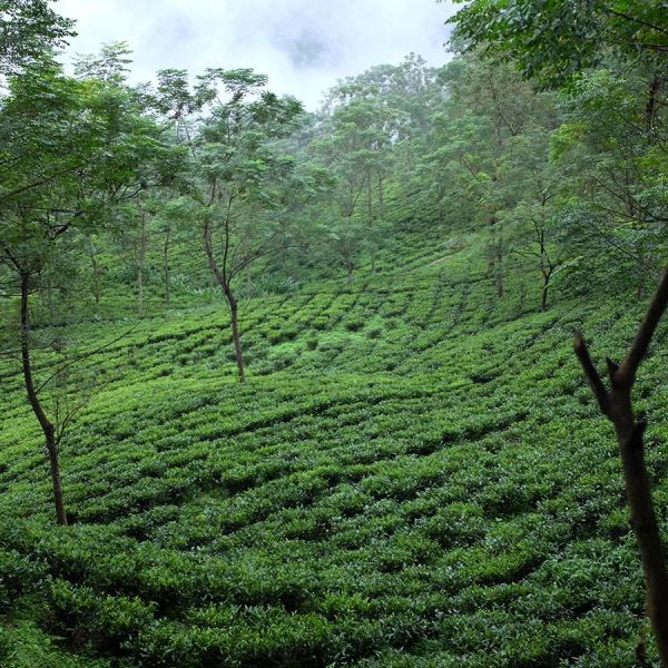 Boat Tea - Rooibos Organic