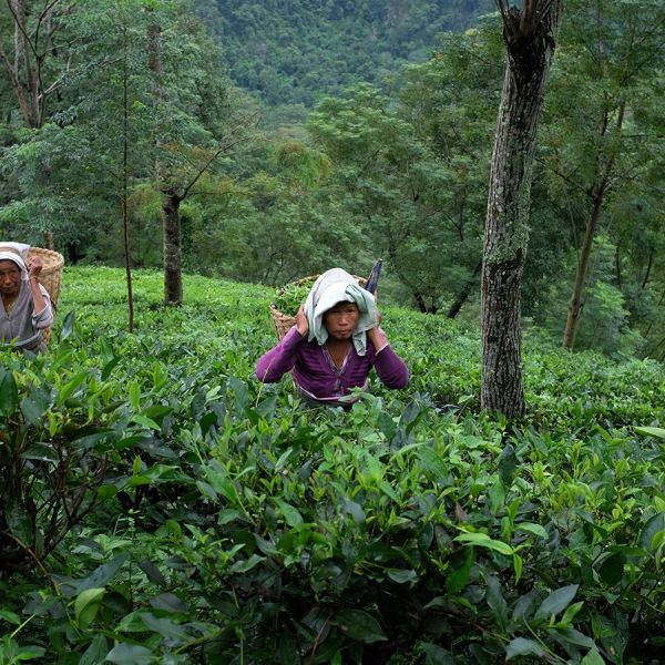 Boat Tea - Ginger &amp; Orange Organic