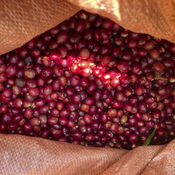 Ethiopia Mancity Natural Dimtu - Limited Edition - Filter