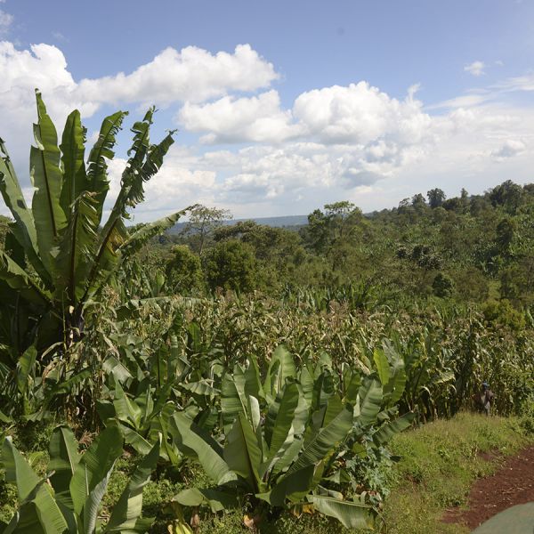 Ethiopia Sasaba Filter - Limited Edition