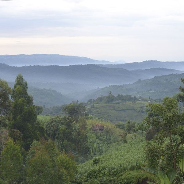 Ethiopia Sasaba Filter - Limited Edition