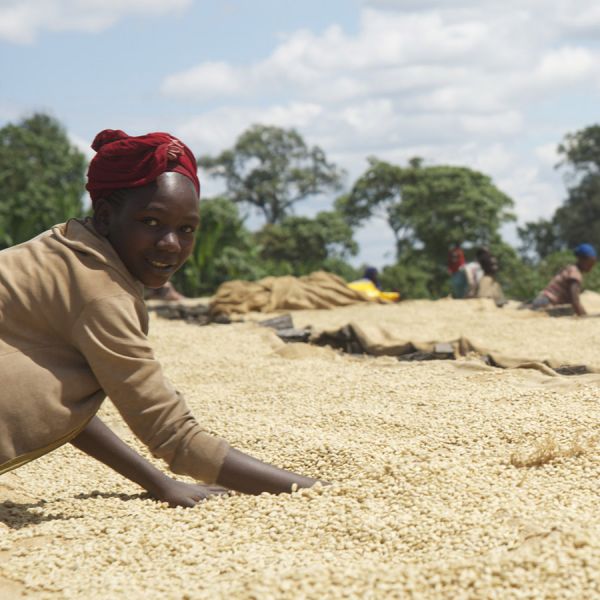 Ethiopia Sasaba Filter - Limited Edition
