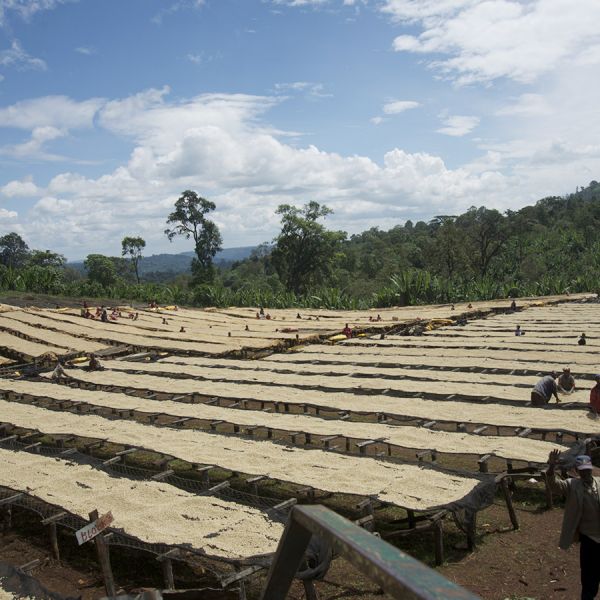Ethiopia Sasaba Filter - Limited Edition