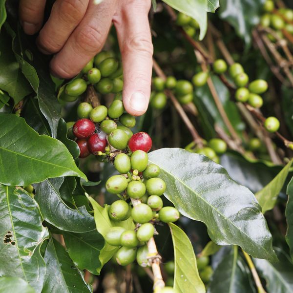 Indonesia Sumatra Ketiara Espresso