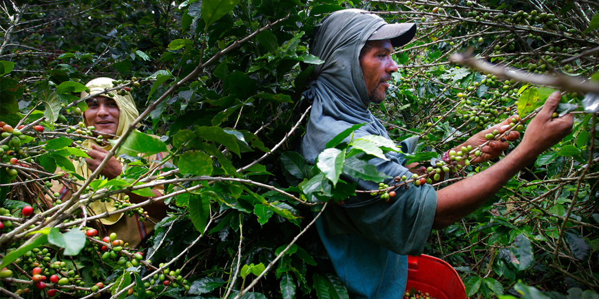 Coffee farmers feel exploited and fear ruin