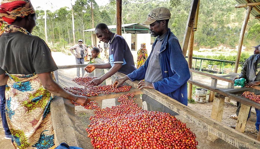 Where does coffee come from?