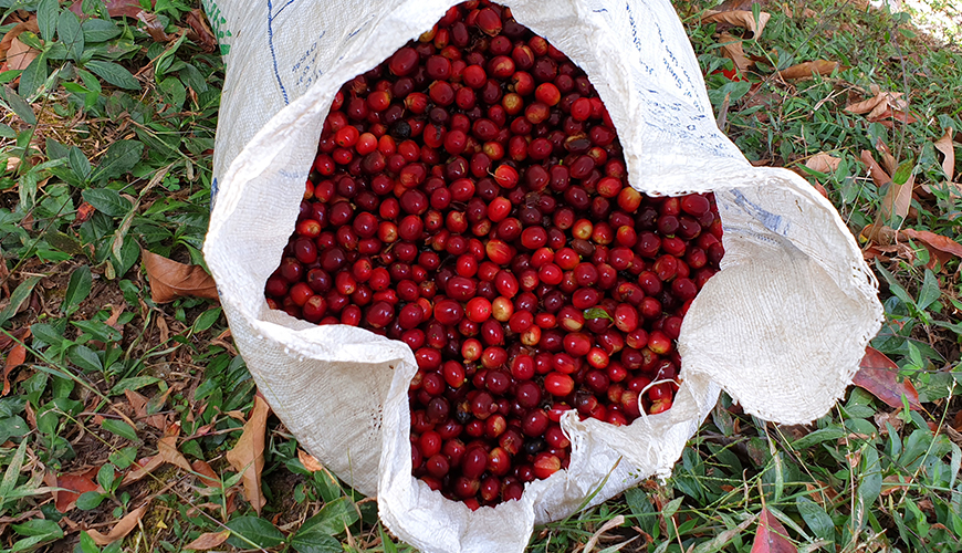 Gesha or Geisha? The origins of an iconic coffee variety