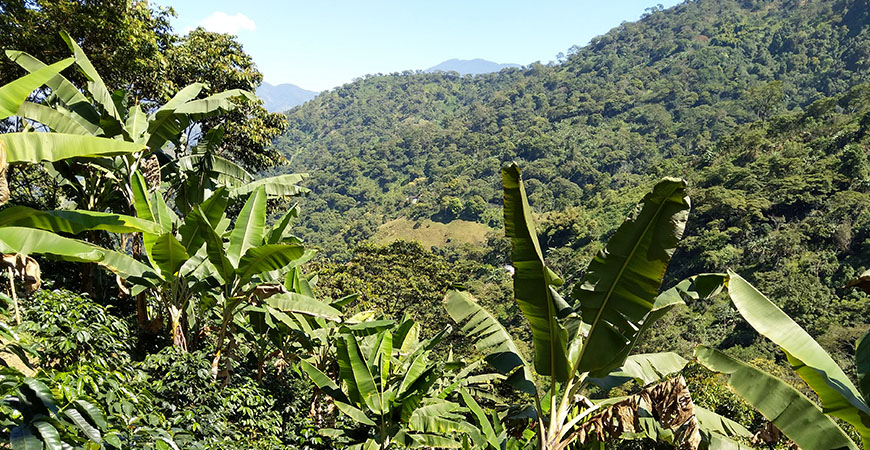 Boot Koffie makes Colombia Kachalu climate neutral