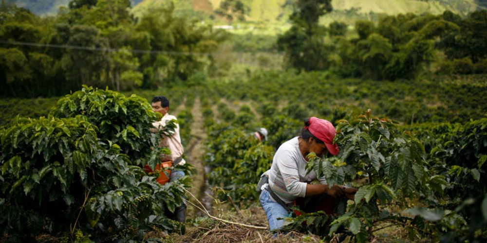 Article FD - And the coffee farmer, how long will he plow on?